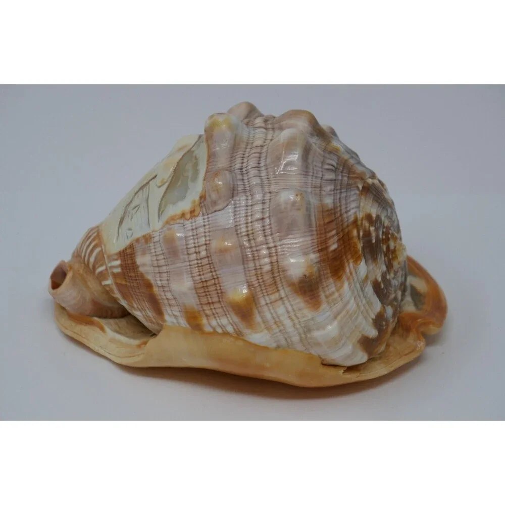 Carved Cameo Helmet Conch Shell Seashell Masquerade Masked Man